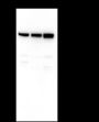Anti-HSP90 alpha Mouse mAb