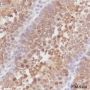 Anti-HSP90 alpha Mouse mAb