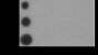 Anti-Crotonyl-Histone H4 (Ser1) Rabbit pAb