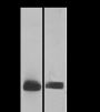 Anti-Crotonyl-Histone H4 (Ser1) Rabbit pAb