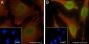 Anti-Crotonyl-Histone H4 (Ser1) Rabbit pAb