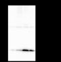 Anti-SUMO-2/3 Mouse mAb (C-terminal)