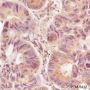 Anti-SUMO-2/3 Mouse mAb (C-terminal)