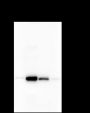 Anti-Thymidylate Synthase Mouse mAb
