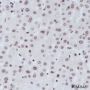 Anti-Crotonyl-Histone H4 (Lys8) Rabbit mAb