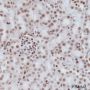 Anti-Crotonyl-Histone H4 (Lys8) Rabbit mAb