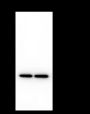 Anti-Syntaxin 6 Mouse mAb
