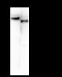 Anti-Integrin alpha 3 Mouse mAb