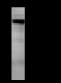 Anti-Integrin alpha 3 Mouse mAb