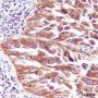 Anti-Integrin alpha 3 Mouse mAb