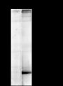Anti-Crotonyl-Histone H2A (Lys119) Rabbit mAb