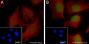 Anti-Crotonyl-Histone H2A (Lys119) Rabbit mAb