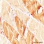 Anti-HSP20 Mouse mAb