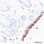 Anti-HSP20 Mouse mAb