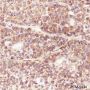 Anti-Septin 2 Mouse mAb