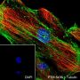 Anti-beta Actin Rabbit mAb