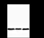 Anti-CD20 Rabbit mAb