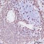 Anti-CD20 Rabbit mAb