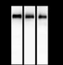 Anti-EGFR Rabbit mAb