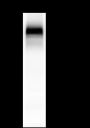 Anti-EGFR Rabbit mAb