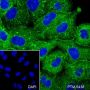 Anti-EGFR Rabbit mAb