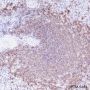 Anti-CD19 Rabbit mAb