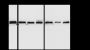 Anti-alpha Tubulin Rabbit mAb