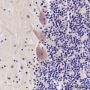 Anti-alpha Tubulin Rabbit mAb
