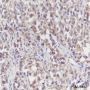 Anti-alpha Tubulin Rabbit mAb