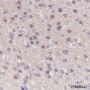 Anti-alpha Tubulin Rabbit mAb