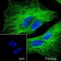 Anti-alpha Tubulin Rabbit mAb