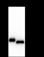 Anti-Myosin Light Chain 3 Rabbit mAb