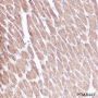 Anti-Myosin Light Chain 3 Rabbit mAb