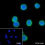 Anti-PD1 Rabbit mAb