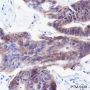 Anti-Met Rabbit mAb