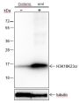 Anti-Crotonyl-histone H3 (Lys18/23) Rabbit mAb