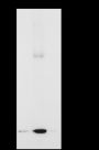 Anti-Crotonyl-histone H3 (Lys18/23) Rabbit mAb