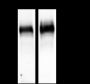 Anti-EGFR Rabbit mAb