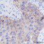 Anti-EGFR Rabbit mAb