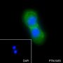 Anti-EGFR Rabbit mAb