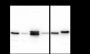 Anti-Keratin 20 Rabbit mAb
