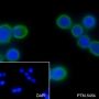 Anti-Keratin 20 Rabbit mAb
