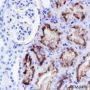 Anti-CD13 Rabbit mAb