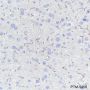 Anti-CD13 Rabbit mAb