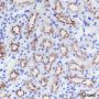 Anti-CD13 Rabbit mAb