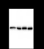 Anti-eIF3M/PCID1 Mouse mAb