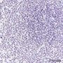 Anti-TDP43 Mouse mAb