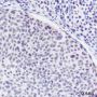 Anti-TDP43 Mouse mAb