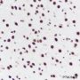Anti-TDP43 Mouse mAb