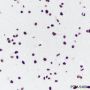 Anti-TDP43 Mouse mAb